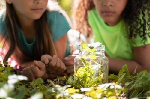 Atelier collectif terrarium succulentes
