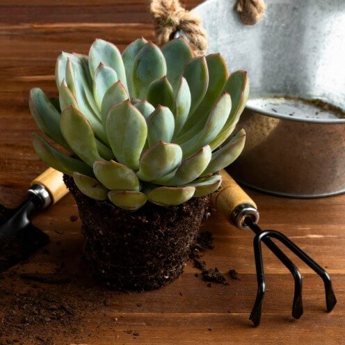 Exemple de mise en pot de plantes succulentes