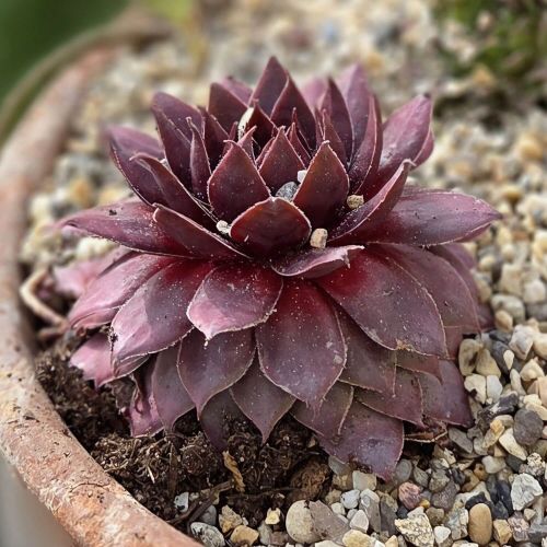 Exemple de mise en pot de plantes succulentes