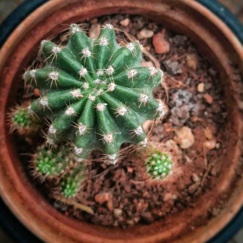 Exemple de mise en pot de plantes succulentes