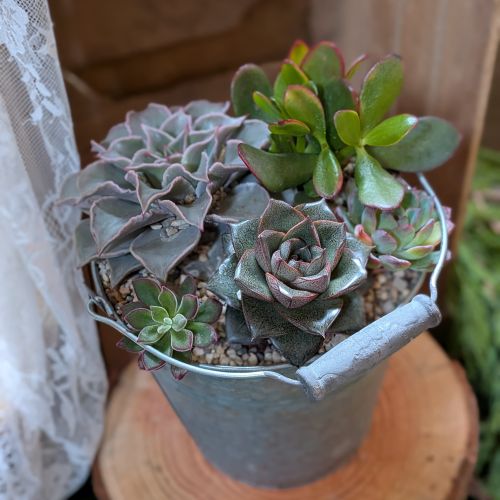 Exemple de mise en pot de plantes succulentes
