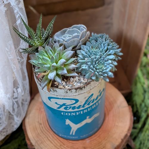 Exemple de mise en pot de plantes succulentes