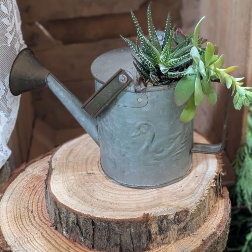 Exemple de mise en pot de plantes succulentes