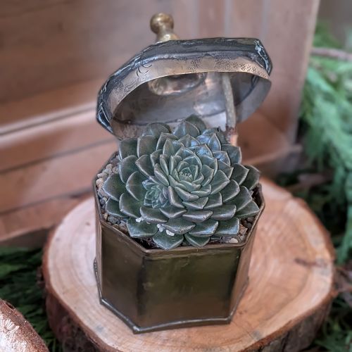 Exemple de mise en pot de plantes succulentes