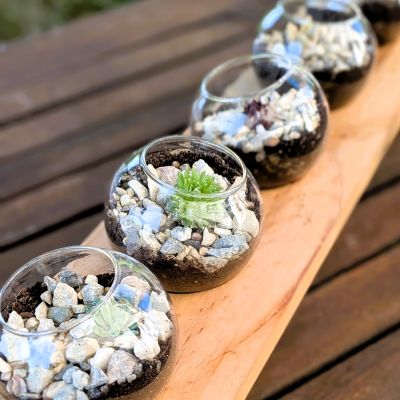 Terrarium Succulentes mini modèles