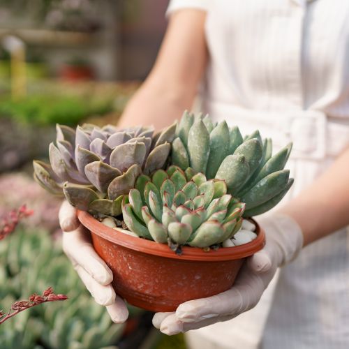 Pot de succulentes