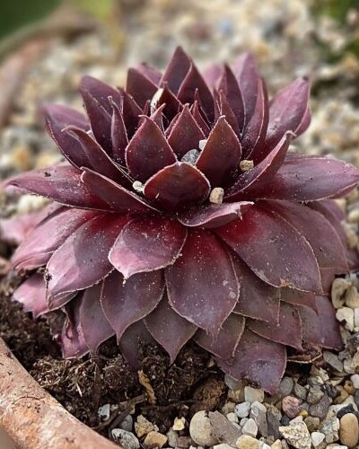 Exemple de mise en pot de plantes succulentes