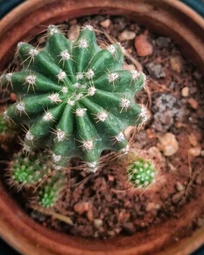 Exemple de mise en pot de plantes succulentes
