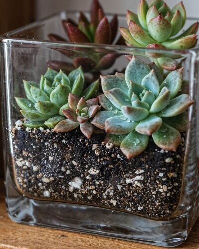 Plantes succulentes dans un pot.