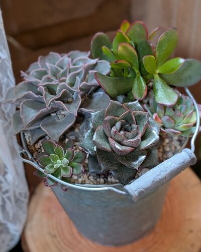 Exemple de mise en pot de plantes succulentes