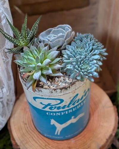 Exemple de mise en pot de plantes succulentes