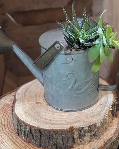 Exemple de mise en pot de plantes succulentes