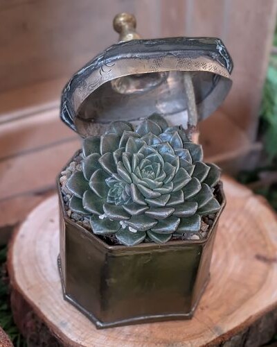 Exemple de mise en pot de plantes succulentes